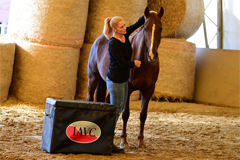 pferde-behandlung-rehabilitation