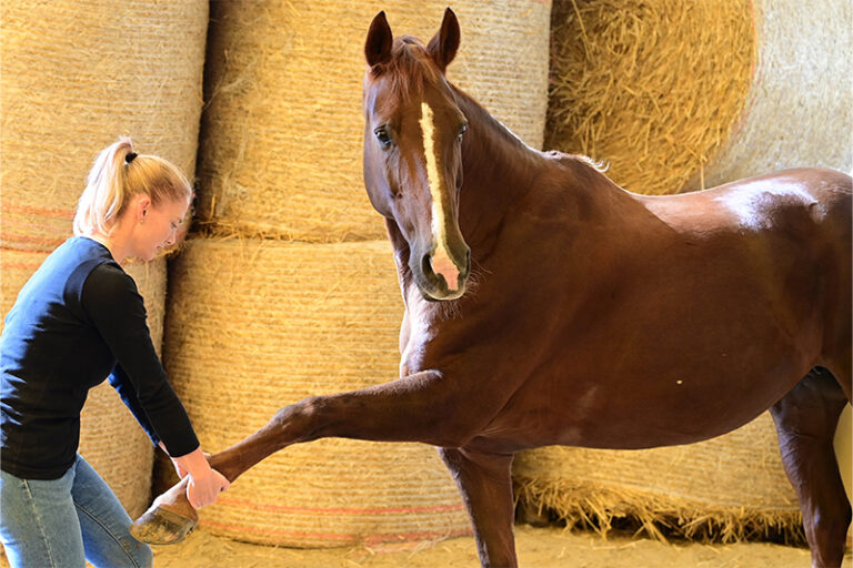 pferde-routine-betreuung
